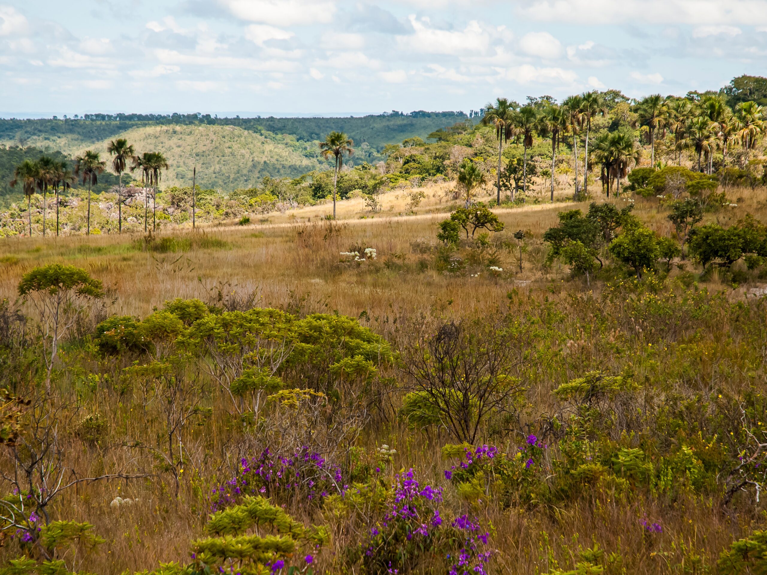 Meus Amigos, meus inimigos, salvemos o Cerrado