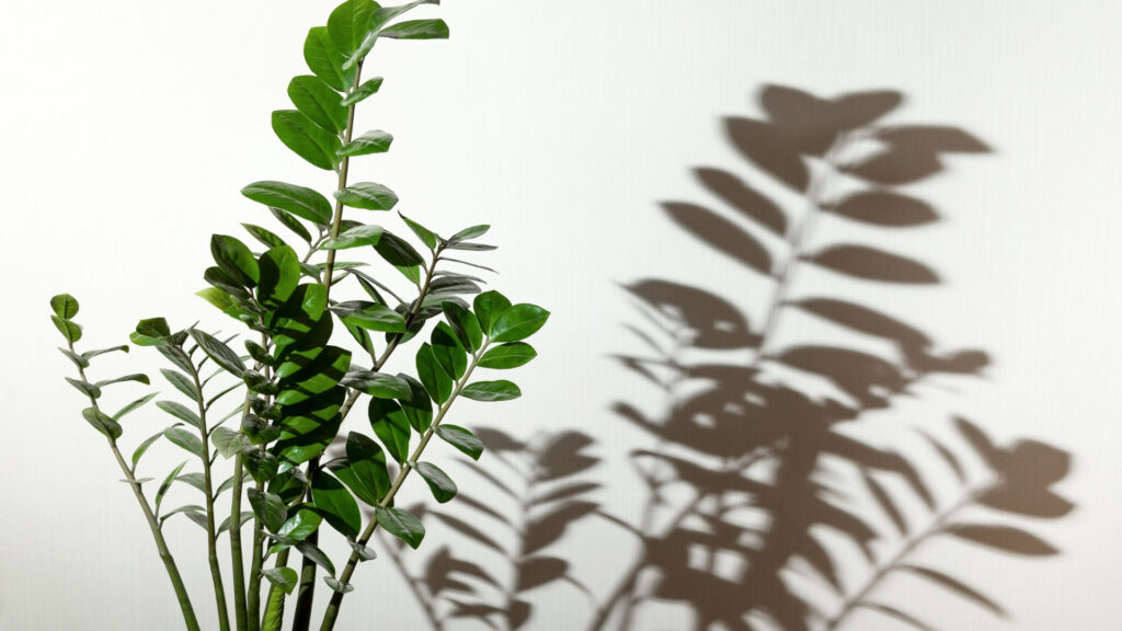 Tipos ideais de plantas para sala
