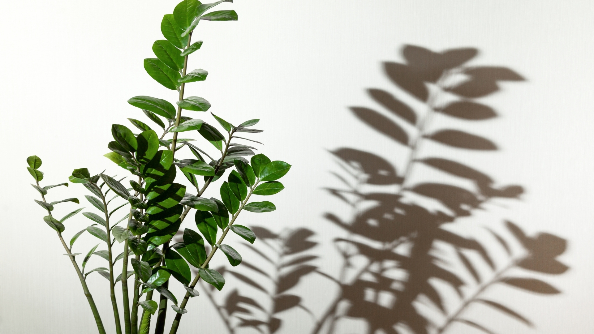 Tipos ideais de plantas para sala