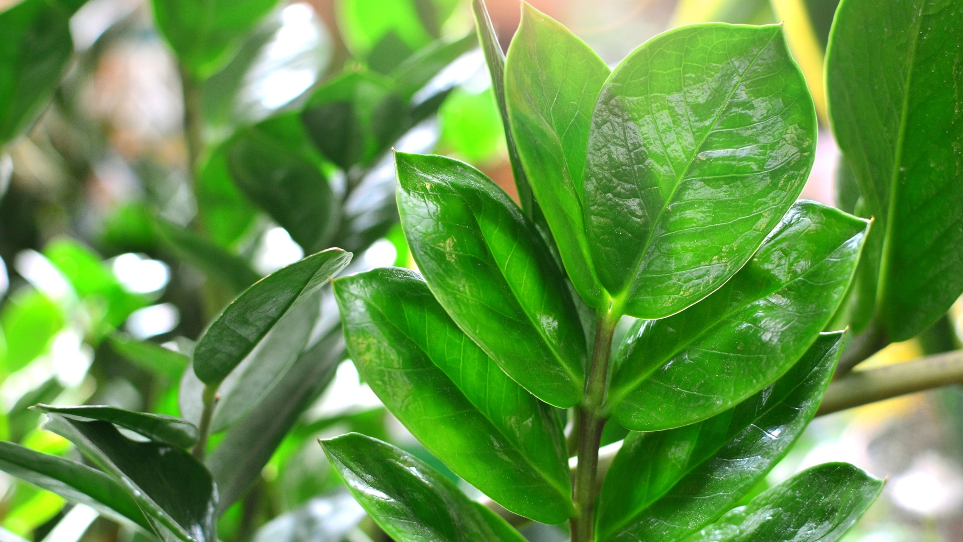 Quatro segredos sobre a Zamioculca para descobrir antes de cultivar