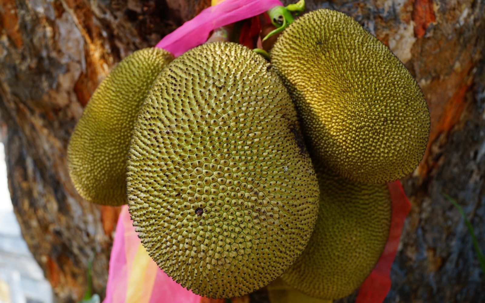 Sobre as “jacadas” da vida