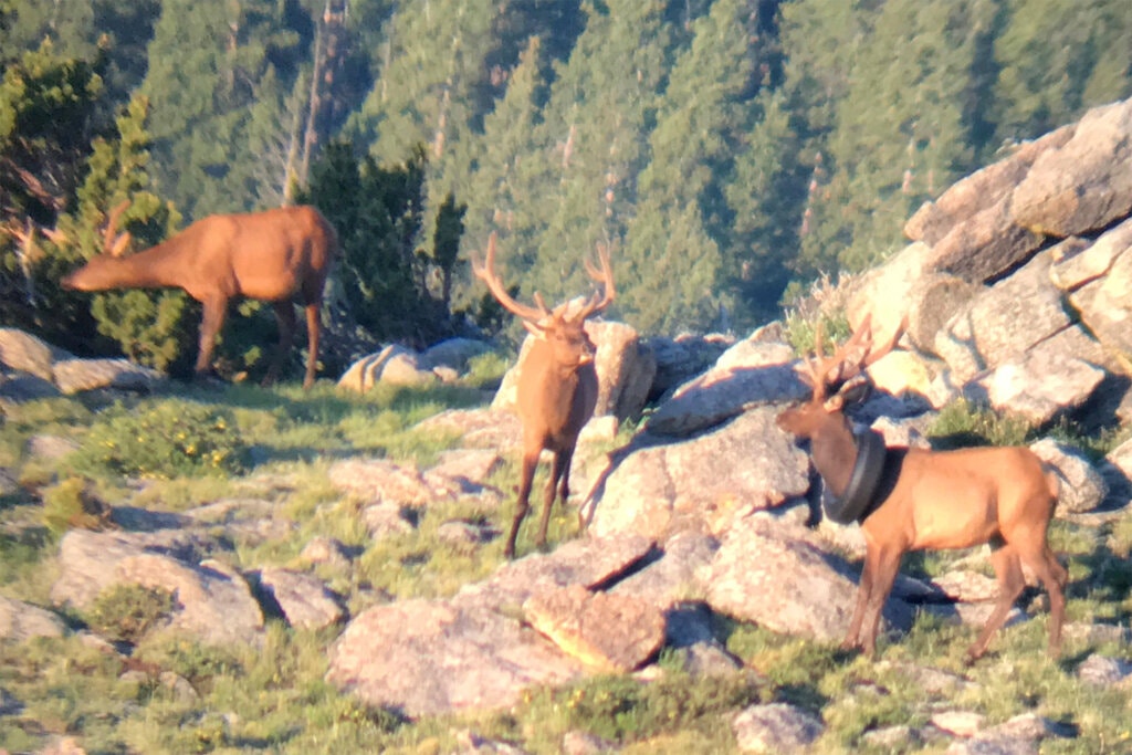 Após 2 anos, um pneu é removido do pescoço de um alce no Colorado