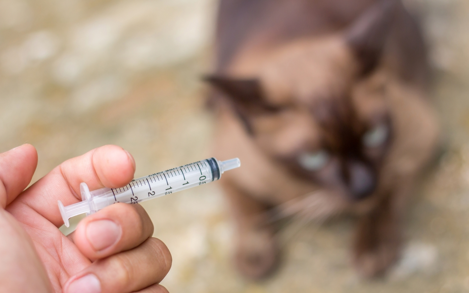 Bairros de Mariana recebem a Campanha de Vacinação Antirrábica 2021 neste fim de semana