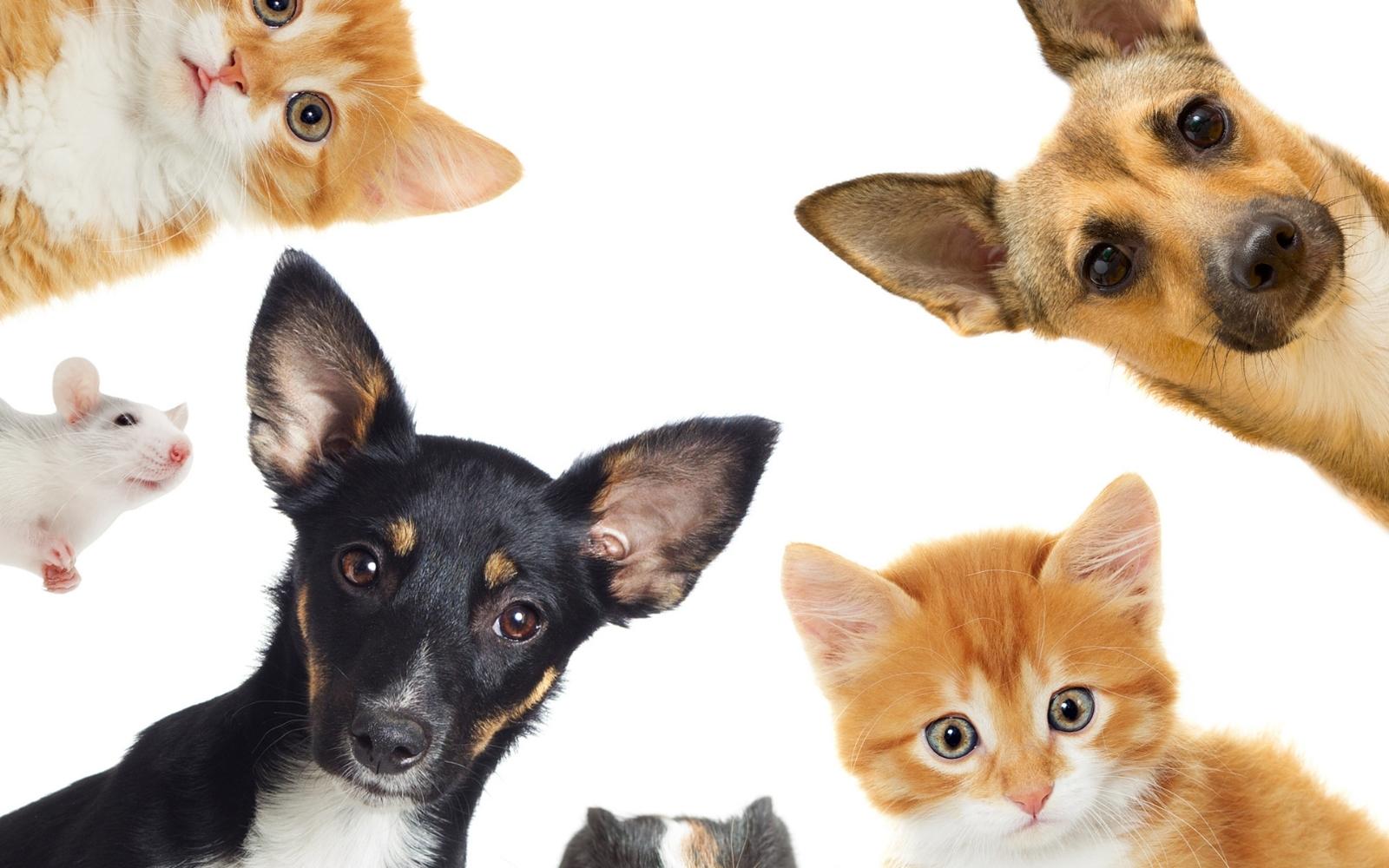 Mais uma edição do evento de adoção animal acontece no jardim de Mariana no próximo domingo, 28