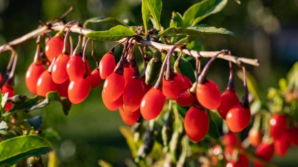 Bagas de Goji - 8 frutas típicas de várias regiões do mundo