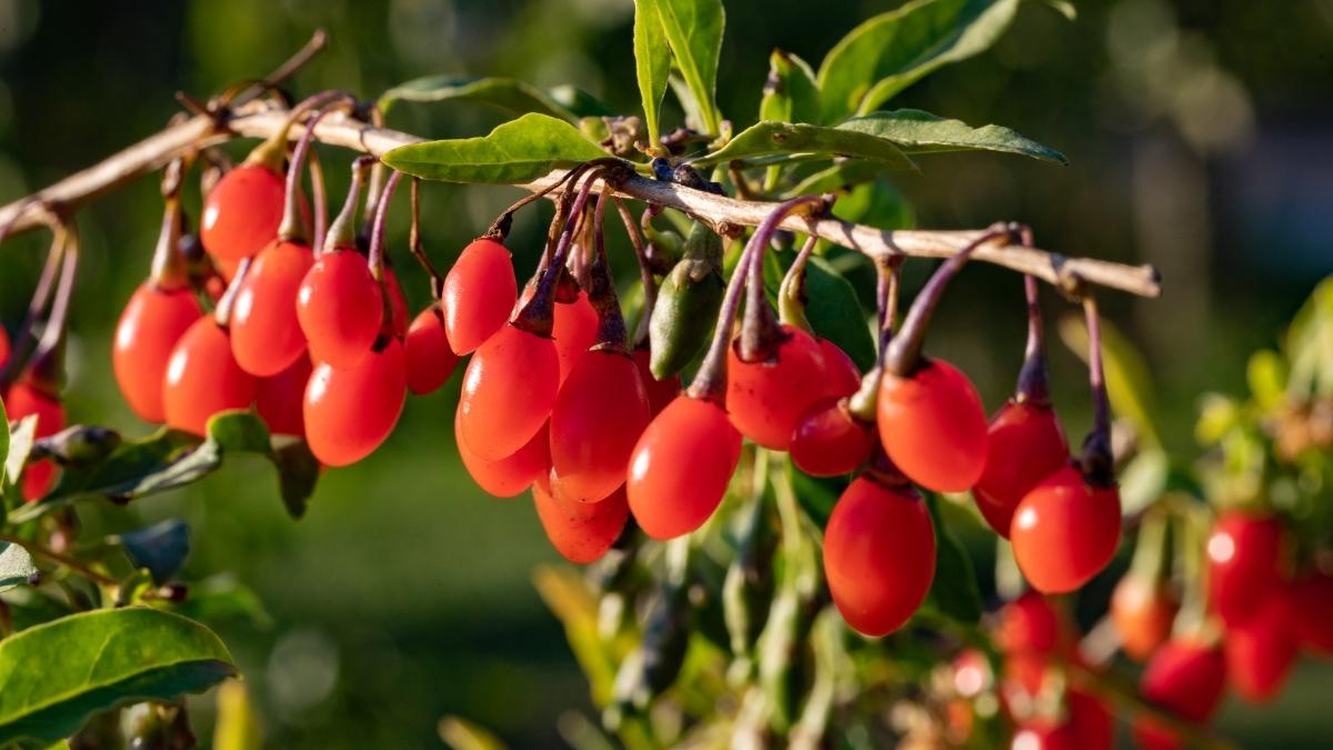 Bagas de Goji - 8 frutas típicas de várias regiões do mundo