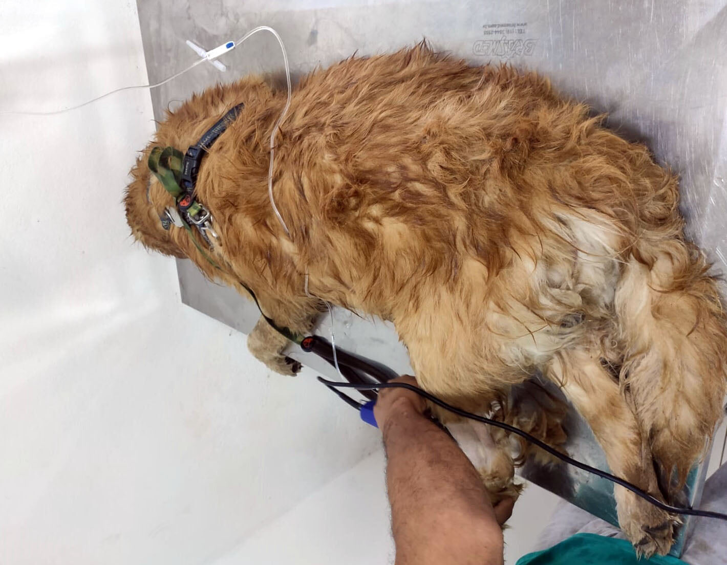 Homem é preso em Itabirito por maus tratos a animais