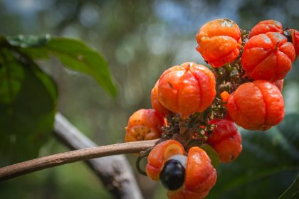 10 Benefícios do Guaraná (e efeitos colaterais)