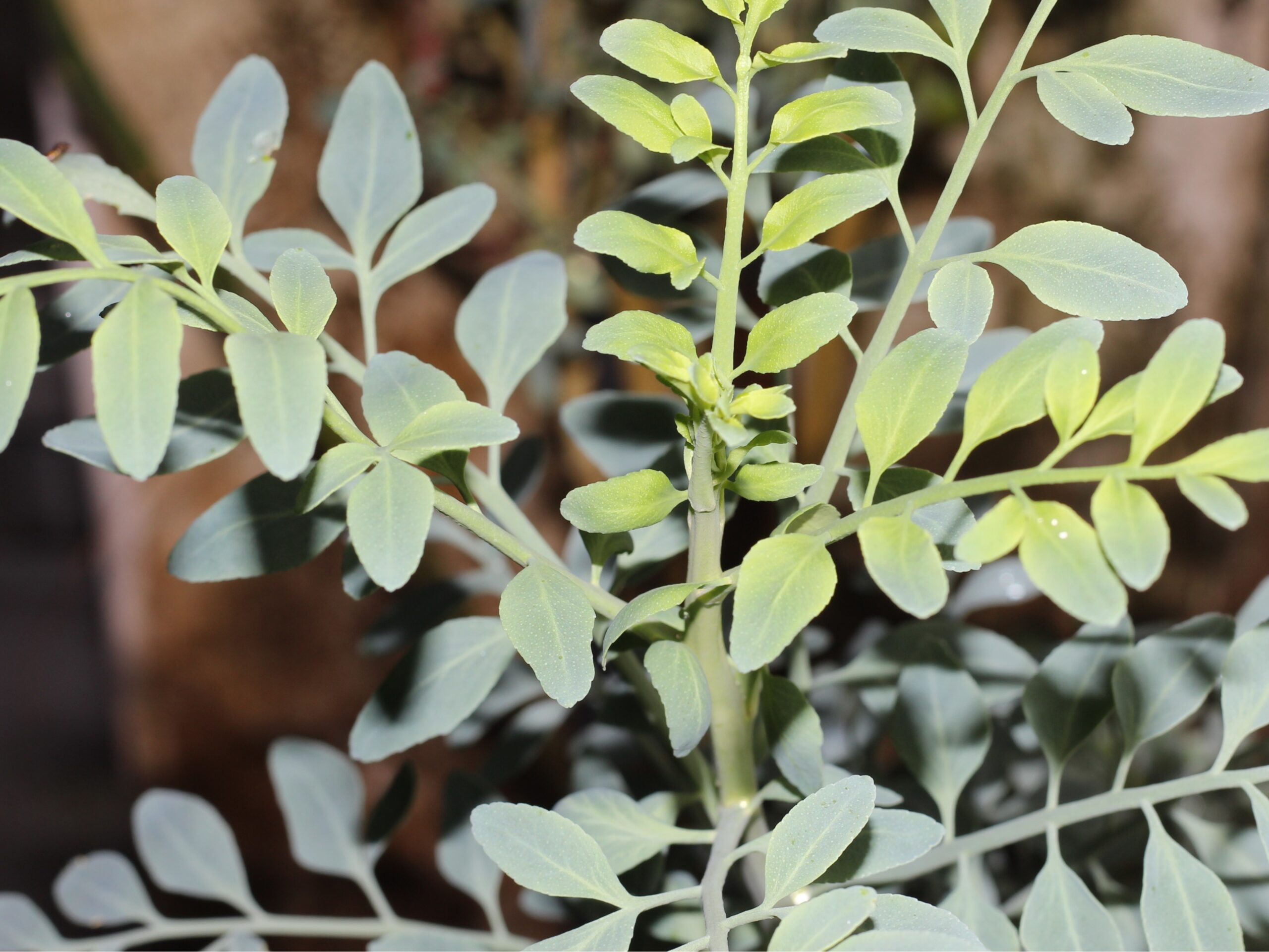 5 rituais espiritualistas para começar bem 2023