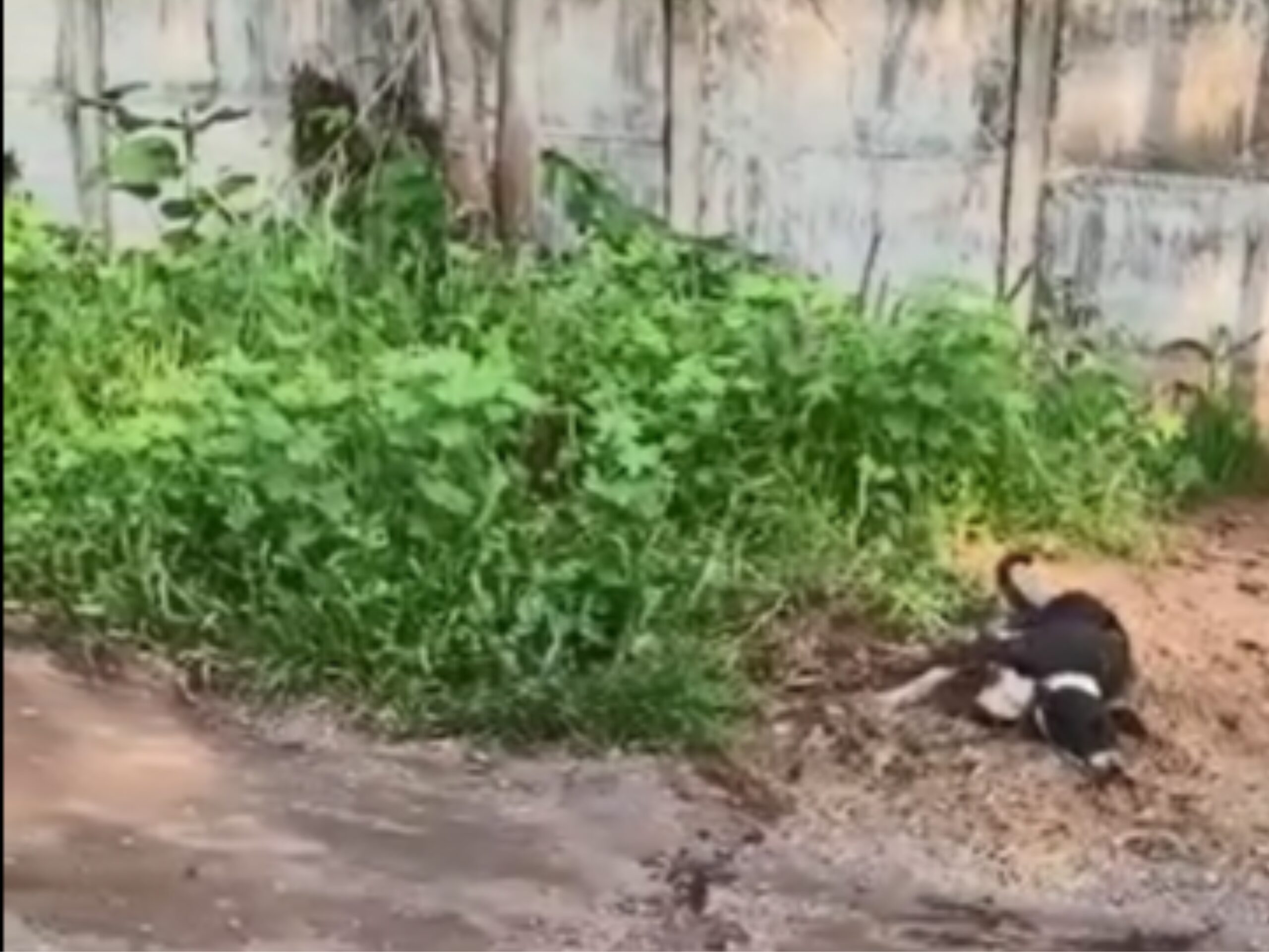 Idoso é preso em flagrante por dar paulada em cabeça de cachorro