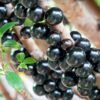 Os benefícios da jabuticaba e receitas