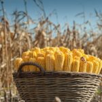 Nem sempre é tempo de colheita