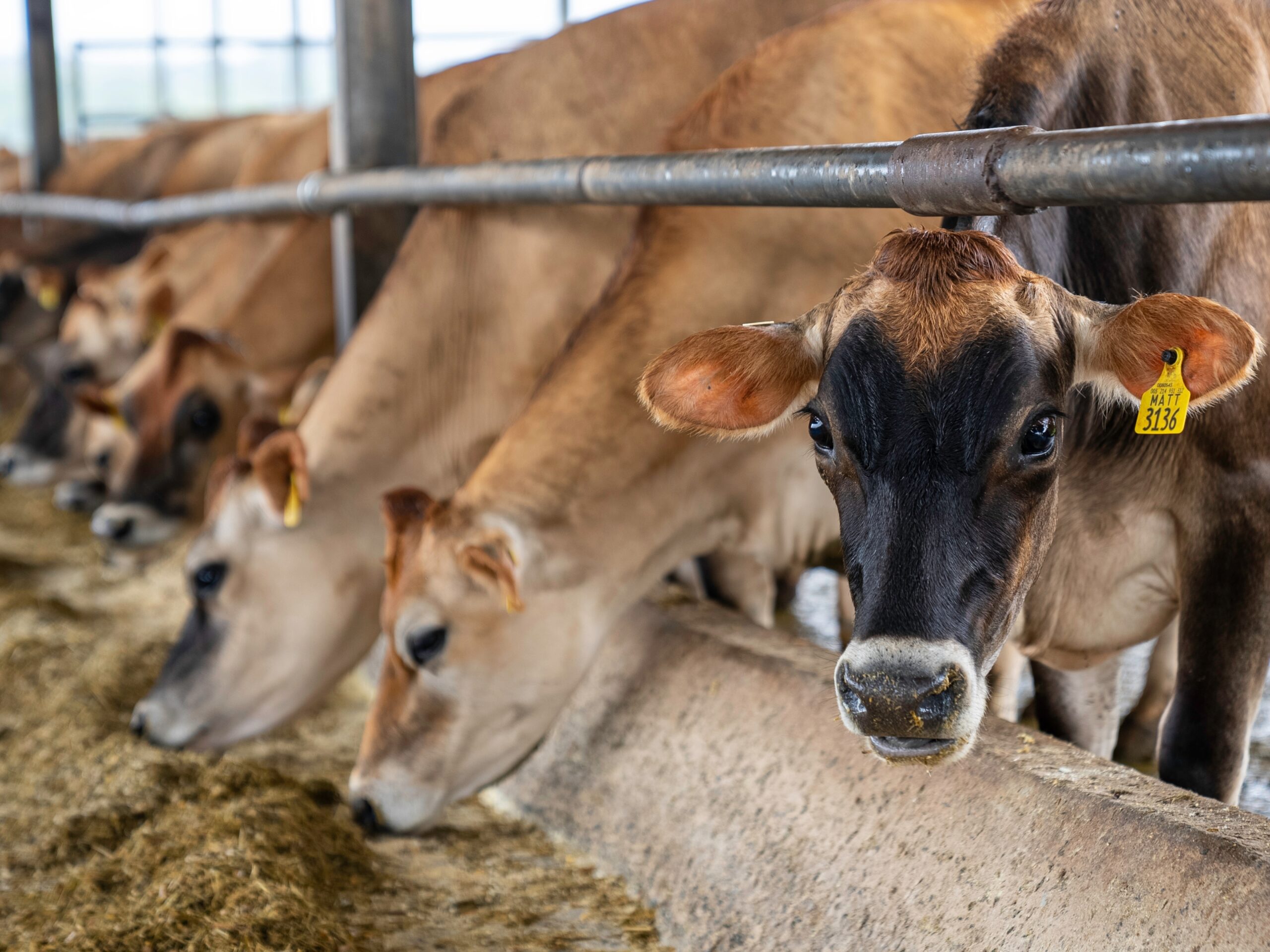 O que a alimentação tem a ver com aquecimento global?
