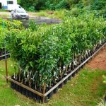 Incentivo Rural: Prefeitura de Itabirito disponibiliza adubo e árvores frutíreras aos produtores da cidade