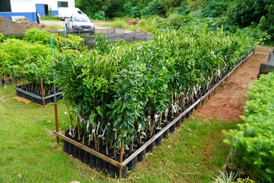 Incentivo Rural: Prefeitura de Itabirito disponibiliza adubo e árvores frutíreras aos produtores da cidade
