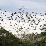 Inscrições de projetos para pesquisa de biodiversidade na bacia do rio Doce vão até o dia 13 de maio