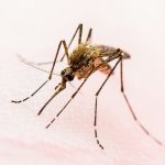 Mortes por dengue crescem em 2025 e Minas Gerais intensifica combate à doença