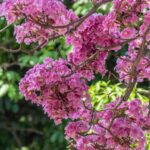 Governo de Minas abre vagas para nova edição do curso gratuito de Educação Ambiental 