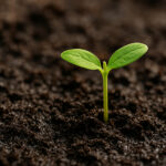 ‘Petricor’: o que é o ‘cheiro de terra molhada’ e como ele se forma