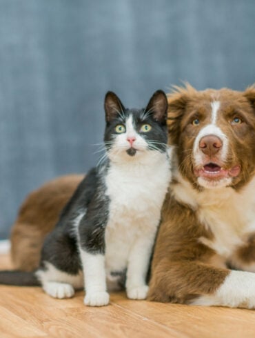 Prefeitura de Ouro Preto realiza 3º Mutirão de Castração de cães e gatos a partir de 16 de junho