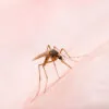 Mariana inicia mutirão de limpeza contra a dengue em bairros e distritos