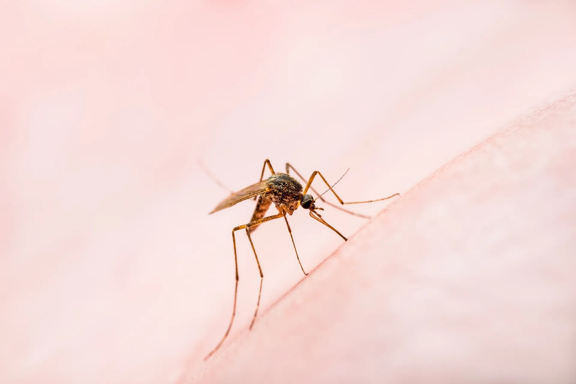 Mariana inicia mutirão de limpeza contra a dengue em bairros e distritos