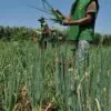 Produtores rurais de Mariana podem regularizar dívidas pelo Refis Rural